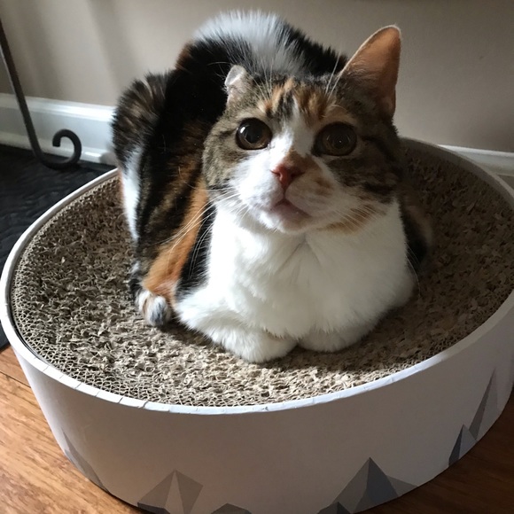 Meet your Posher, Mary. - Picture 1 of 1